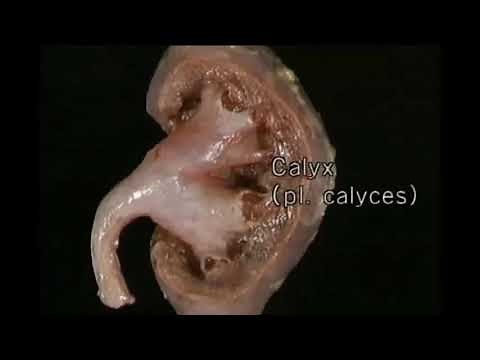 ANATOMIE FMPM DISSECTION DES REINS