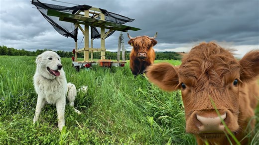 Techniques used to make cattle happier and healthier