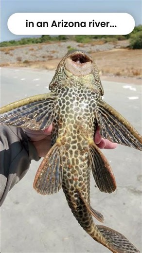 Invasive Demon Fish From an Arizona river. #fishing #fishingvideo #pleco #fishingshorts