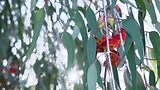2021 | SERIES 32 | Episode 33 - Gardening Australia