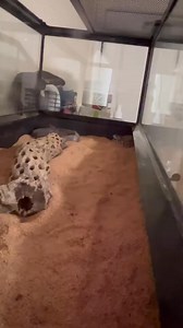 BABY WESTERN DIAMONDBACK RATTLESNAKE BITES & HOLDS ONTO LIVE MOUSE! #diamondback #wildlife #reptile #snaketattoo #lizard #herping #colubrid #ballpythonbreeding #wildlifephotography #pythonregius #pythons #boaconstrictor #ballpythonbreeder #snakelovers #pythonsofinstagram #hognose #love #naturephotography #snakephotography #reptilephotography #petsnake #photography #cobra #snakelove #ballpythonmorph #snek #snakeofinstagram #snakesofinsta #Shorts #virals #best #fyp | Willard DEE