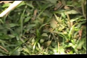 Betty (5) - Fingers Swollen by JIGGERS (4 of 4)