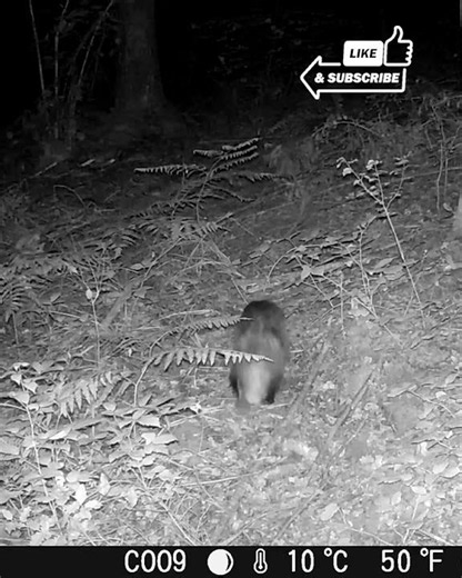Angry Roe Deer Chases a Badger in the Middle of the Night! 🦌🦡