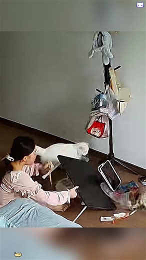 The moment cats get into trouble #cat #catsoftiktok #funnycat #fyp #cats