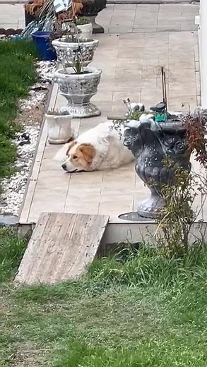Lazy dog relaxing in the backyard