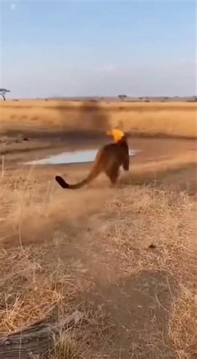 Did the Monkey Just Scare a Cougar?
