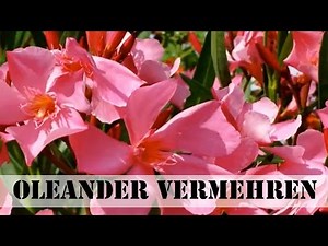 Propagating oleanders – taking cuttings