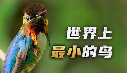 世界上最小的鸟，居然只有蜜蜂那么大！蜂鸟纪录片