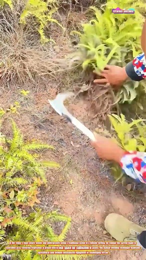 Traditional Sickle Weeding Technique