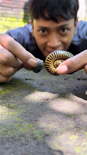 Tarzan is annoyed and shows off his beloved pets, a cute golden millipede and a cute pill millipede
