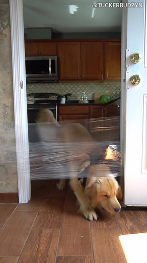 Dog VS Invisible Challenge #foryoupage #foryourpage #foryou #dog #cute #dogsoftiktok #challenge