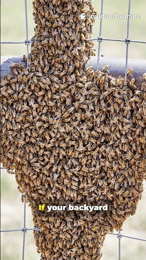 The Rise of Africanized Bees: What You Must Know Now