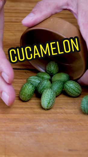 Cucamelon: Tiny Fruit, Big Flavor!