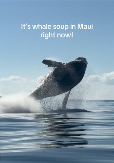 It’s absolute whale soup out here right now! 🐋🍜 Breaches like this are part of how humpbacks communicate and move through the water, and seeing multiple whales active in the same area is always a powerful reminder of how alive Maui waters are during whale season. From a respectful distance, we’re lucky to witness these moments without ever being in their way. Trilogy adheres to @noaa DOLPHIN SMART Guidelines: All photos and videos were taken while viewing from a responsible distance. The whale
