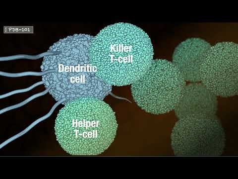 Immunology and Cancer 2: T-cell Activation and Action (from PDB-101)