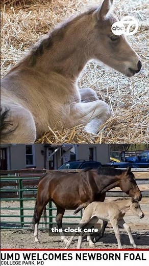 SPECIAL DELIVERY! University of Maryland welcomes newborn horse