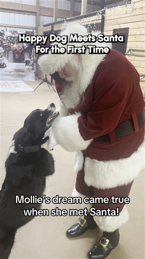 758K views · 58K reactions | Santa!!! I know him! #Dogs #Cute #Santa #Christmas #DogVideos | The Pet Collective | Facebook
