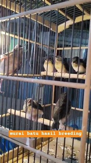 magpie robin breeding results #birdbreeding #muraibatumedan