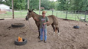 Horses make instinctive horse decisions We hav to teach them to change them to our training cues | Eddie Landers-Horses