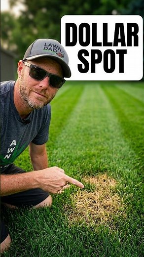 Catch Dollar Spot Before It's TOO LATE! #lawncare #howto #diy