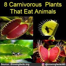733K views · 952 reactions | 8 Carnivorous Plants that eat animals | Facts that will blow your mind | Facebook