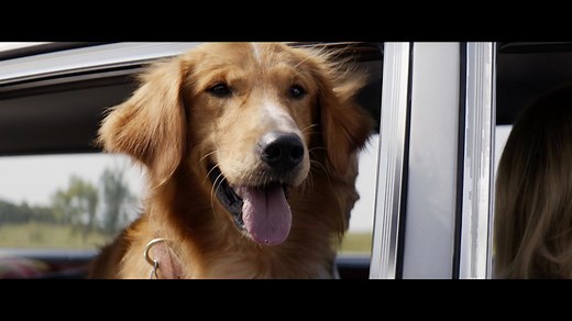 A Dog's Purpose (2017) - Movie