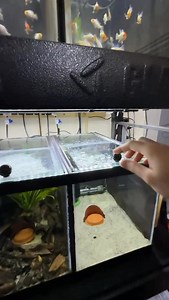 21K views · 2.9K reactions | Ram Breeding Tanks - The All Natural Way!  #botanical #javafern #fishbreeding #ramcichlid #dakuaquatics #fishkeeping #aquarium #aquariumhobby #fish #aquascape #freshwateraquarium #aquariumfish #plantedtank #aquariums #tropicalfish #fishkeeper #aquascaping #aquariumlife #plantedaquarium #nanofish #aquariumsofinstagram #freshwaterfish #freshwatertank #aquascaper #natureaquarium #freshwater #fishofinstagram #nature #nanotank #fishroom | Daku Aquatics | Facebook