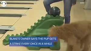 Dogs love to play with tennis balls, but one pooch in Idaho is upping his game. Blake the goldendoodle has some skills with a bowling ball! | WJZ-TV | CBS Baltimore