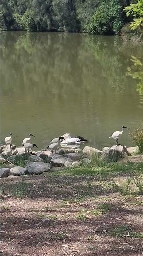 Amazing Pelican Spotted in Penrith Western Sydney Wildlife Footages | Pelican Spotted Penrith NSW