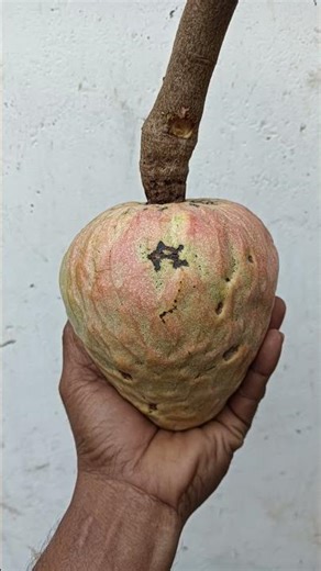 🌹🌹రామఫలం 🌹🌹