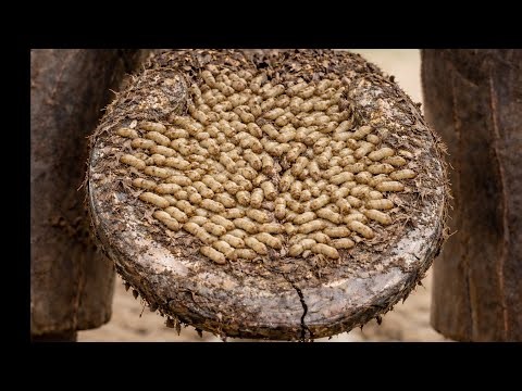 Extreme Horse Hoof Maggots Removal 😱 Thousands of Worms Inside Hoof! Shocking Treatment