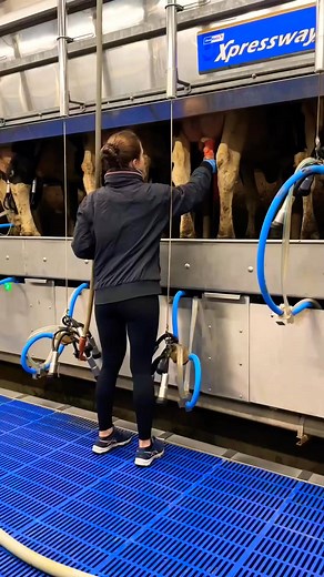 53K views · 600 reactions | #cows #farming #fannyvideo #new #cows #cowlife #dairycows #beefcattle #cattlegram #happycows #farming #agriculture #countrylife #farmlife #cowphotography #cowsofinstagram #moos #grazing #udderlyadorable #cowlove #farmanimals #bovine #cowspotting #countrysideliving | Health Hues | Facebook