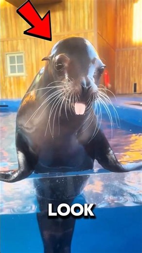This Animal Can Clap (Seriously) #animals #sealions #wildlife #shorts