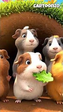 Four Adorable Guinea Pigs Play Together! 🐹💕