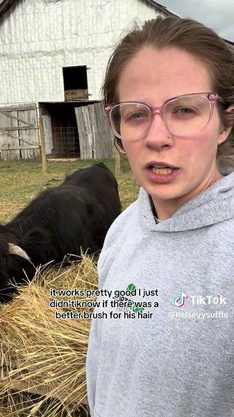 What brushes do you use for your cattle? #scottishhighlandcows #scottishhighlandcow #scottishhighland #cowsoftiktok #cattlefarm #cattle #fluffycows #farmtok #womeninag #cattlefarmer #showcattle #showcattlethings