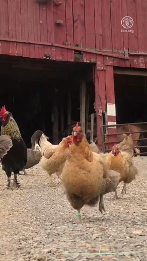 Think bird flu only affects birds? Think again! Avian influenza is spreading fast and it’s impacting animals, food security, and even human health. Here are 4 reasons why you should care. More info: https://www.fao.org/animal-health/animal-diseases/highly-pathogenic-avian-influenza/en | Food and Agriculture Organization of the United Nations (FAO)