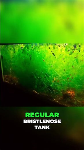 Aquarium Plant Overgrowth: How to Manage Hornwort in Your Tank