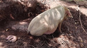 2.9M views · 65K reactions | PART 1: MANGANGANAK ANG INAHING BABOY NAMIN SA BUKID SI INAY ANG MIDWIFE HAHAHA AKO NAMAN TAGA SIGAW LANG HINGI NG TULONG NG MGA KAPITBAHAY NA NASA KABILANG BUNDOK PA HAHAHAA | Ate Charing Ang Reyna Ng South Korea | Facebook