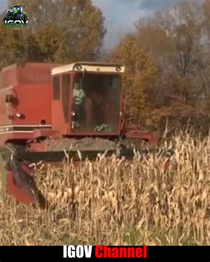 INTERNATIONAL 1480 Axial Flow Combine Harvesting Corn 🚜 Part 1 #BigTractorPower #combine #agriculturalequipment | Igov Channel