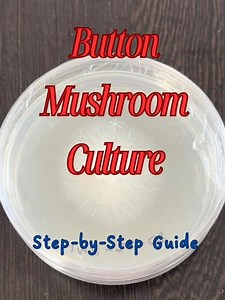 Don’t Miss This! The Easiest Way to Culture Button Mushrooms