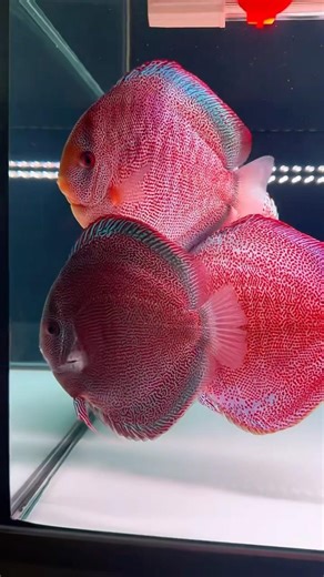 Amazing super red snake skin discus 🔥