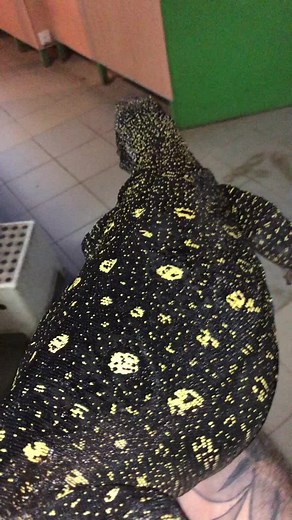 Lizard Care Tips: Understanding Your Reptile's Patterns