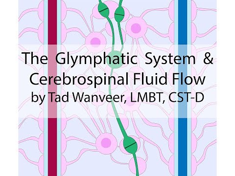 Glymphatic system and Cerebrospinal Fluid Flow