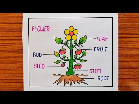 Parts Of Plant Drawing / Parts Of Plant Labelled Diagram / How to Draw Parts Of Plant Drawing