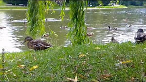 Many wild ducks walk in the park near the lake. Wild ducks eat grass in the park by the lake. Many wild ducks swim in the lake in the park.