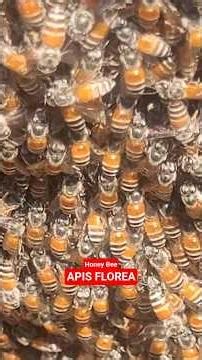 आज #छोटी #मधुमक्खी का #छत्ता देखा । #Apis #Florea