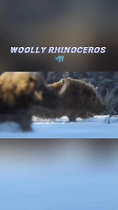 Woolly rhinoceros 🦏 is an extinct species of rhinoceros that inhabited northern Eurasia during the Pleistocene epoch. Part 9 | Ron Aldo