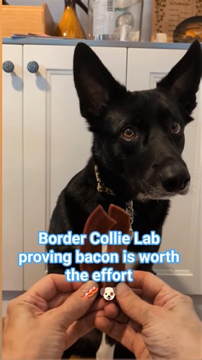 Border collie lab will do anything for bacon #dog #bacon #dogfood #dogtreats #dogshorts #dogs