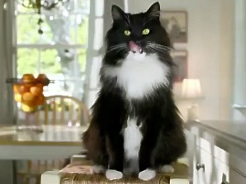 Iams Cat Food TV Commercial HD