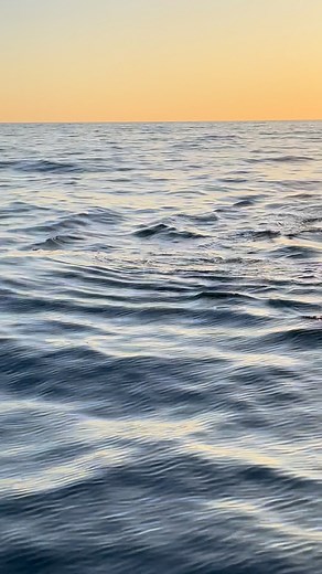 25K views · 403 reactions | Whale season in Hermanus is nothing short...